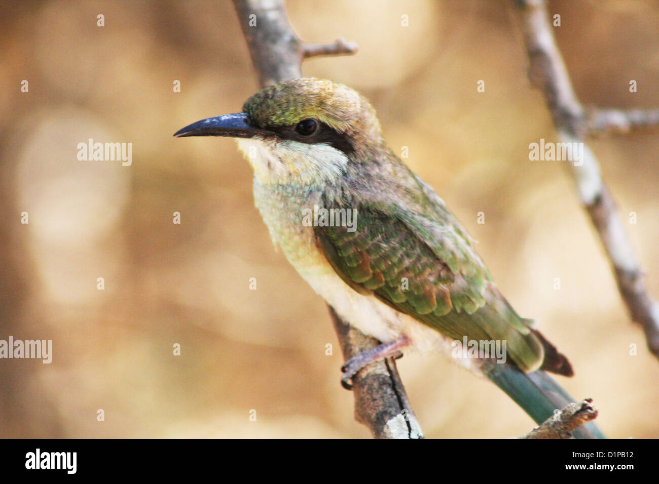 Green Bee Eater dans Parc national de Yala au Sri Lanka Banque D'Images