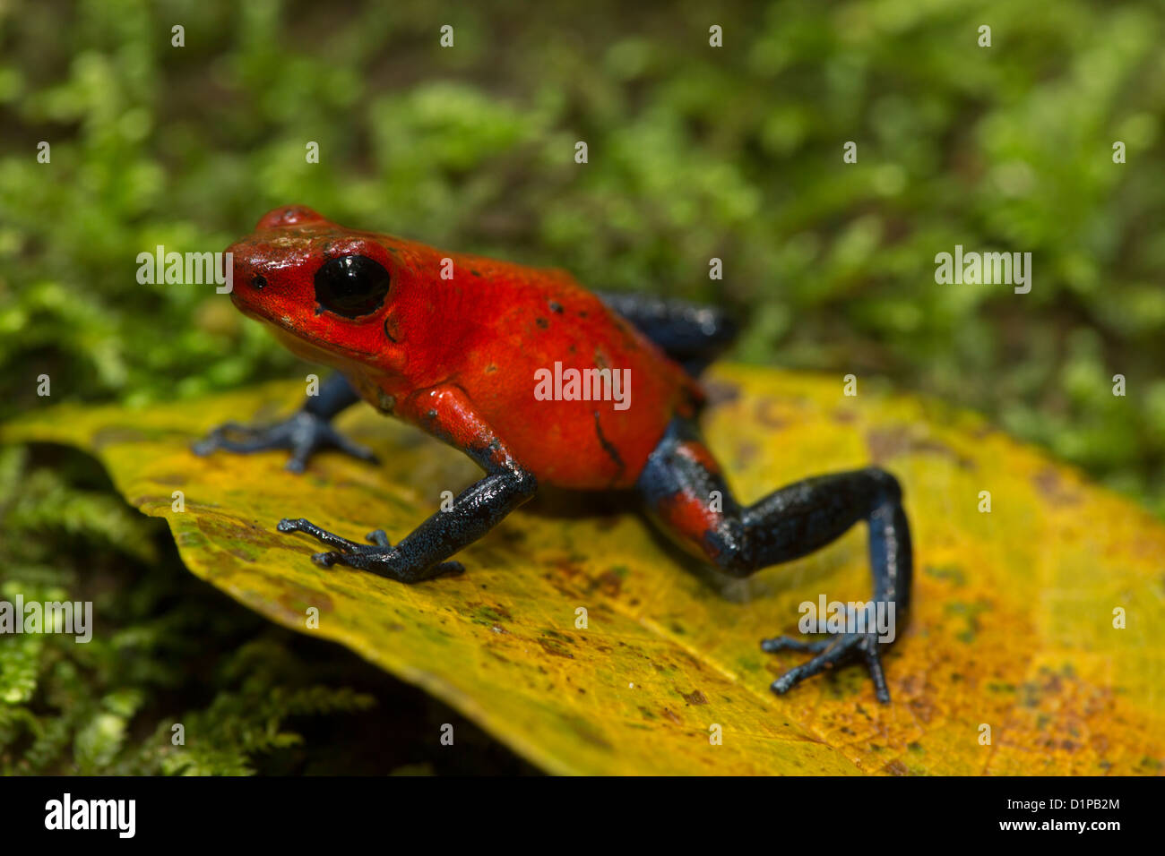 Strawberry poison dart frog, Oophaga pumilio (dendrobates pumilio), la forêt tropicale de plaine, le Costa Rica, Banque D'Images