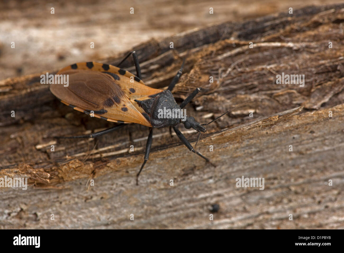 Kissing bug Triatoma dimidiata,le principal vecteur de Trypanosoma cruzi au Costa Rica, transmet la maladie de Chagas,famille reduviidae Banque D'Images