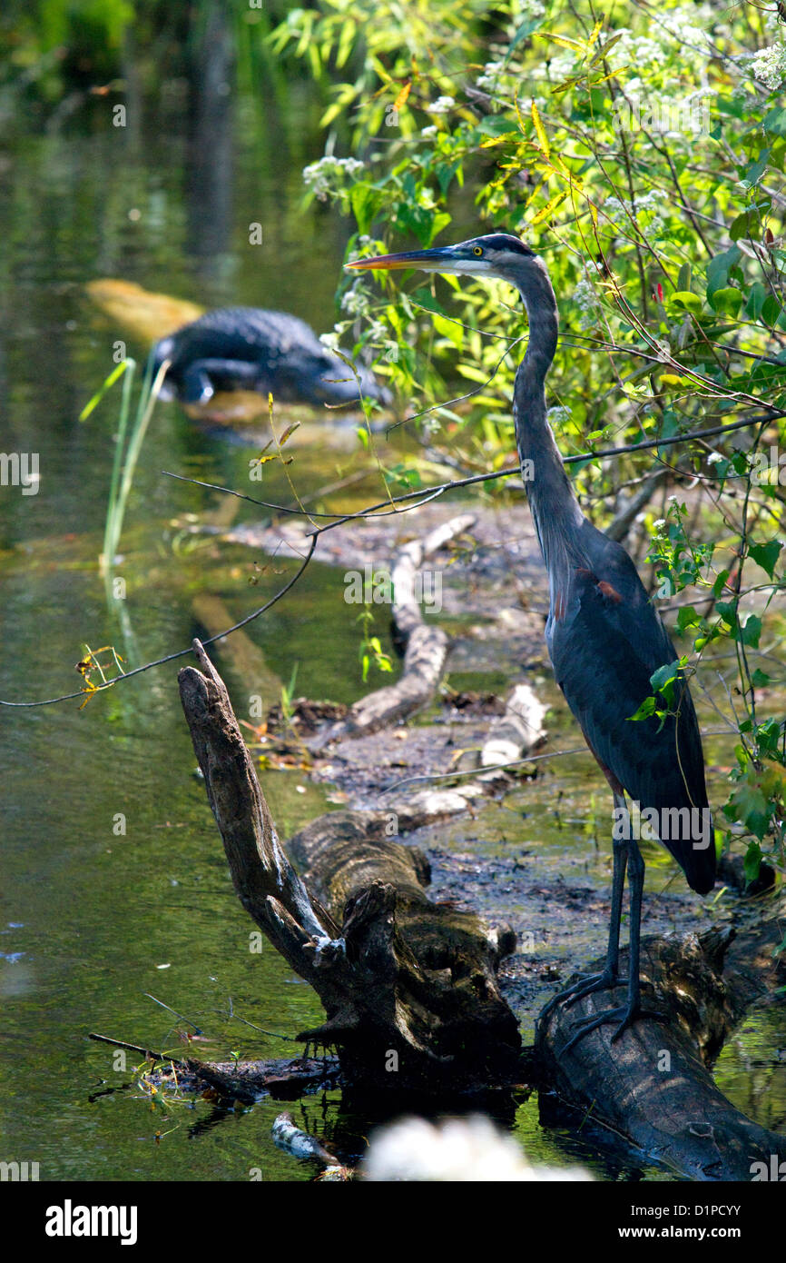 Grand Héron et Alligator dans les Everglades de Floride. Banque D'Images