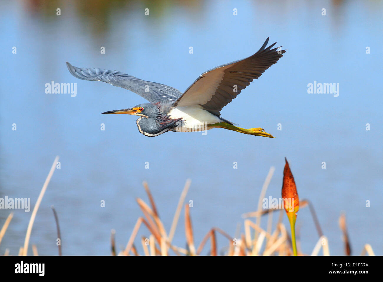 Aigrette tricolore (Egretta tricolor ) en vol par Mark J Thomas Banque D'Images