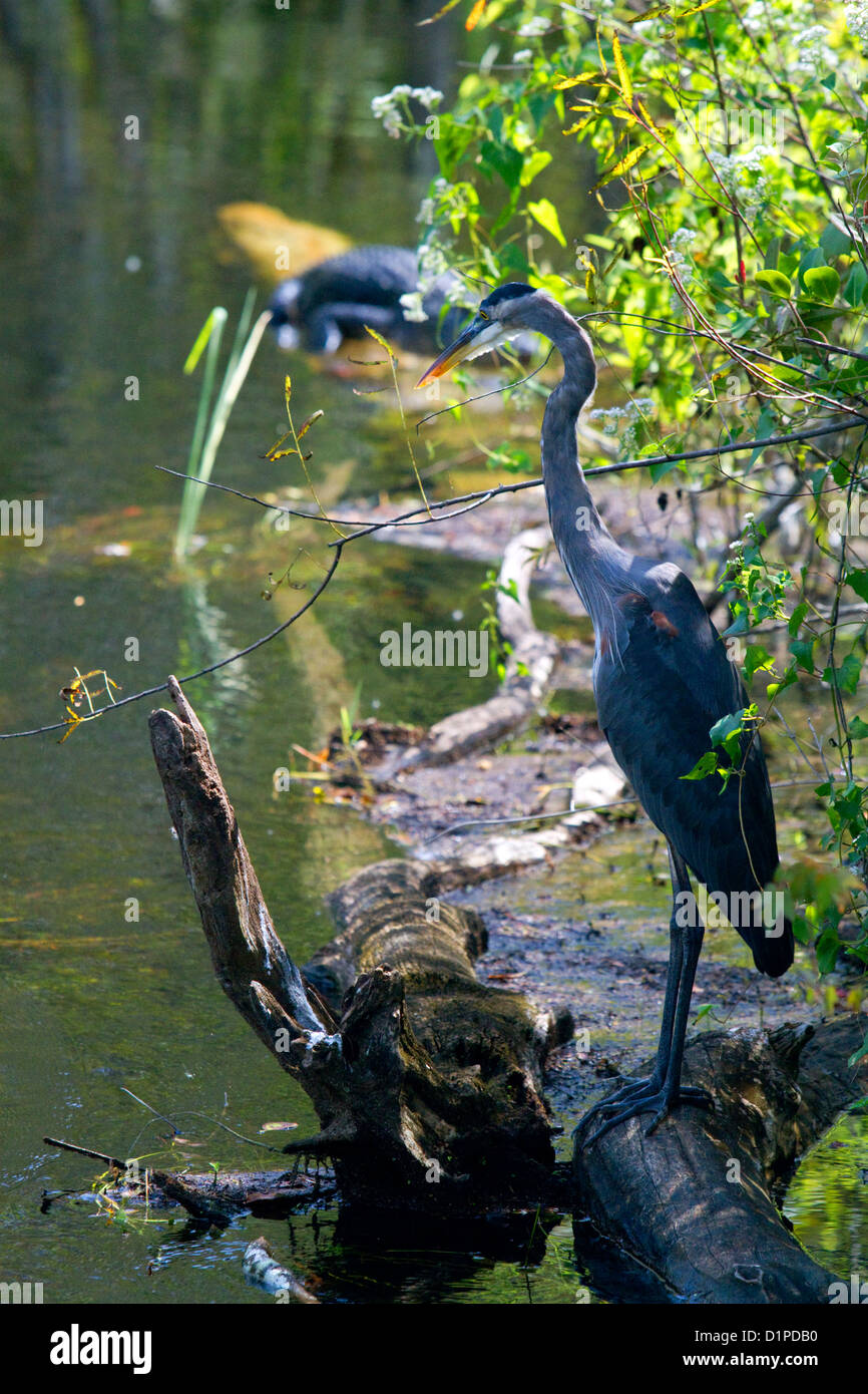 Grand Héron et Alligator dans les Everglades de Floride. Banque D'Images