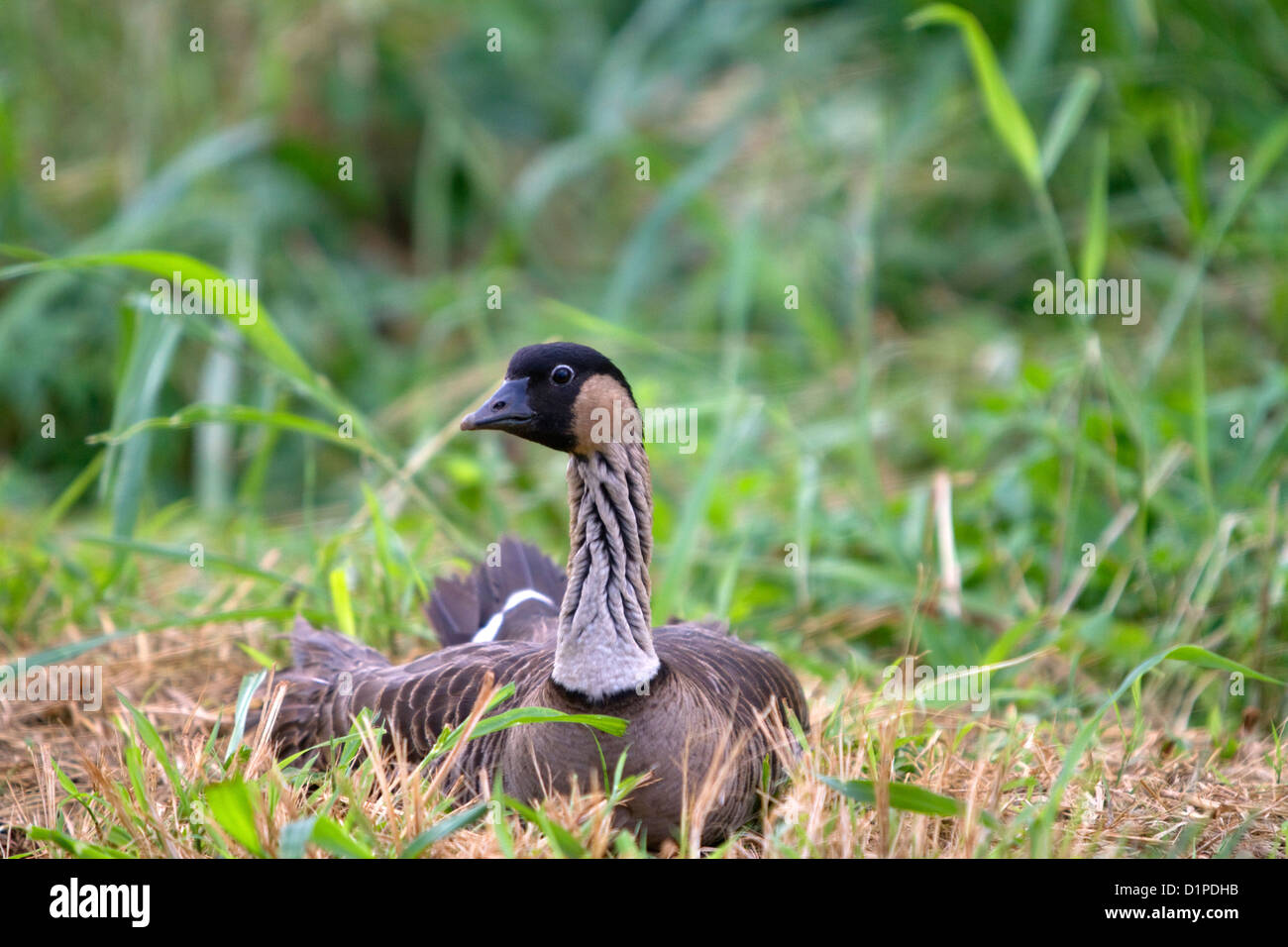 Nene Hawaiian Goose sur l'île de Kauai, Hawaii, USA. Banque D'Images