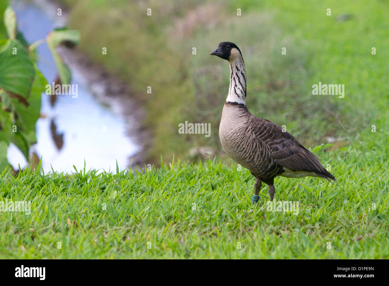 Nene Hawaiian Goose sur l'île de Kauai, Hawaii, USA. Banque D'Images