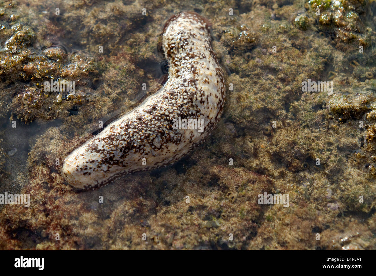 Le concombre de mer dans l'océan Pacifique sur l'île de Kauai, Hawaii, USA. Banque D'Images