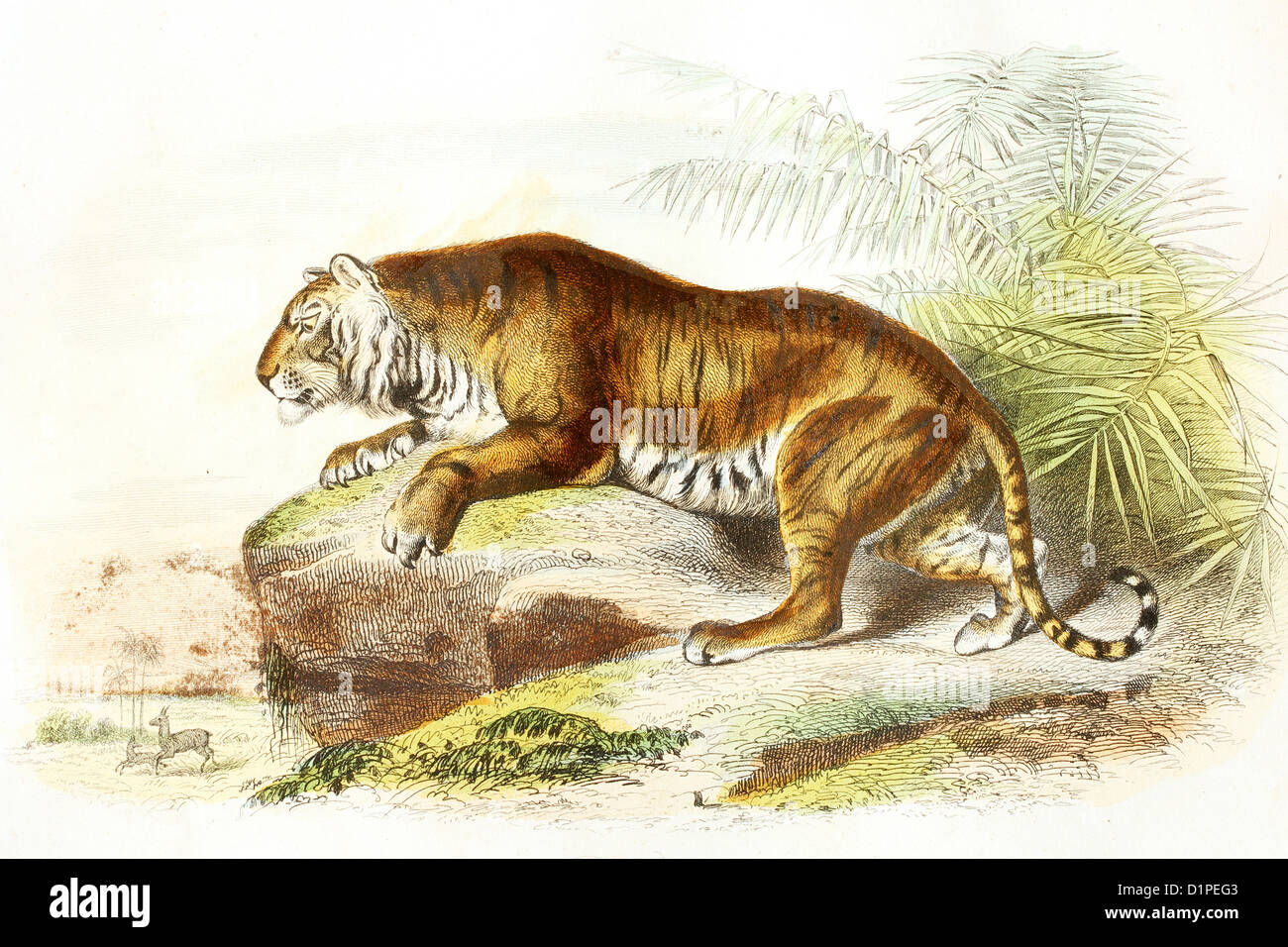 Tiger. Illustration antique, 1856. Banque D'Images