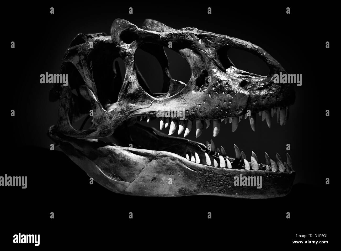 Crâne de Tyrannosaurus Rex contre un fond noir Banque D'Images