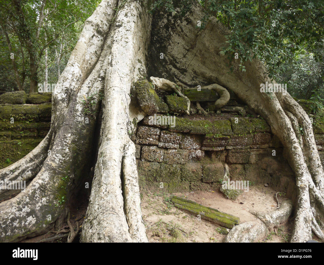 racines du grand arbre Banque D'Images
