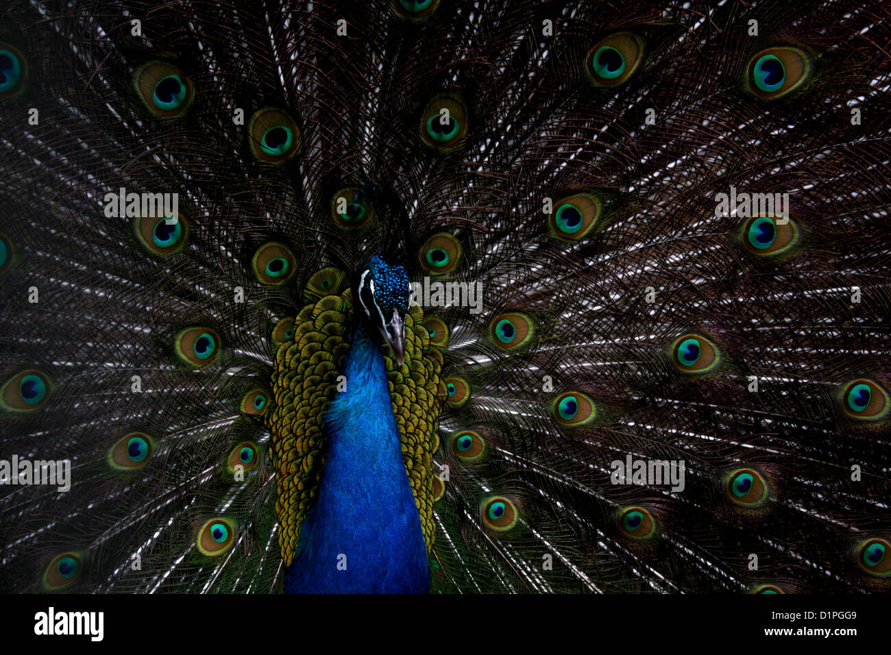Près d'un paon mâle face caméra avec tail feathers réparties dans un ventilateur Banque D'Images