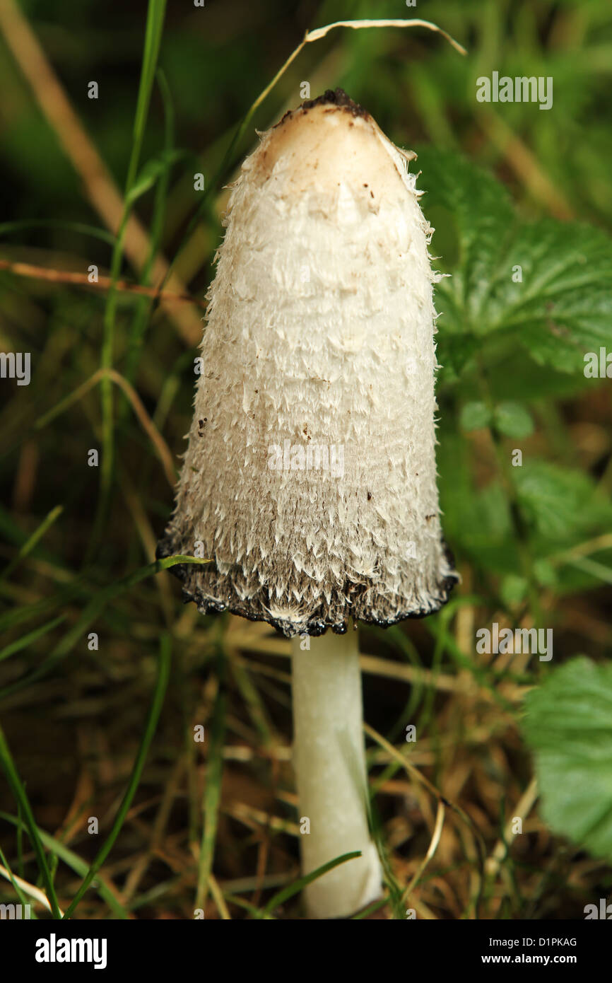 Les Champignons Champignons Cap d'encre Shaggy Banque D'Images