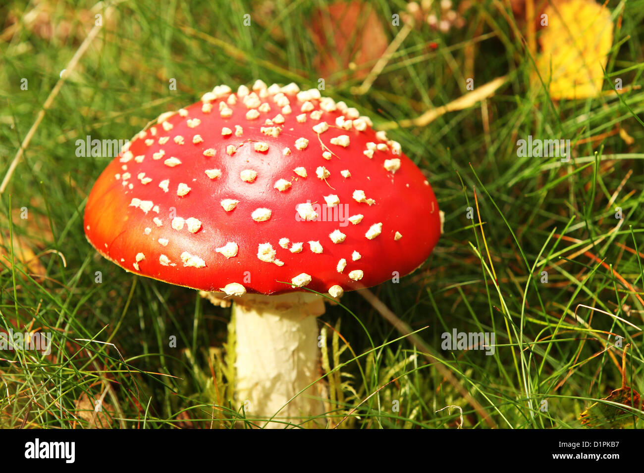 Agaric Fly Mushroom Magic Mushroom Banque D'Images