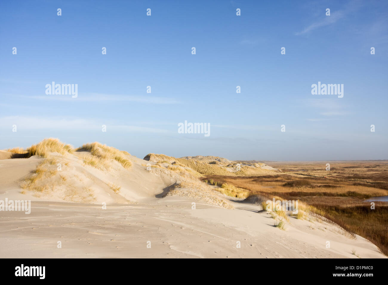 Plage des dunes, cultivé avec de l'herbe, dans l'arrière-plan un marais. Banque D'Images