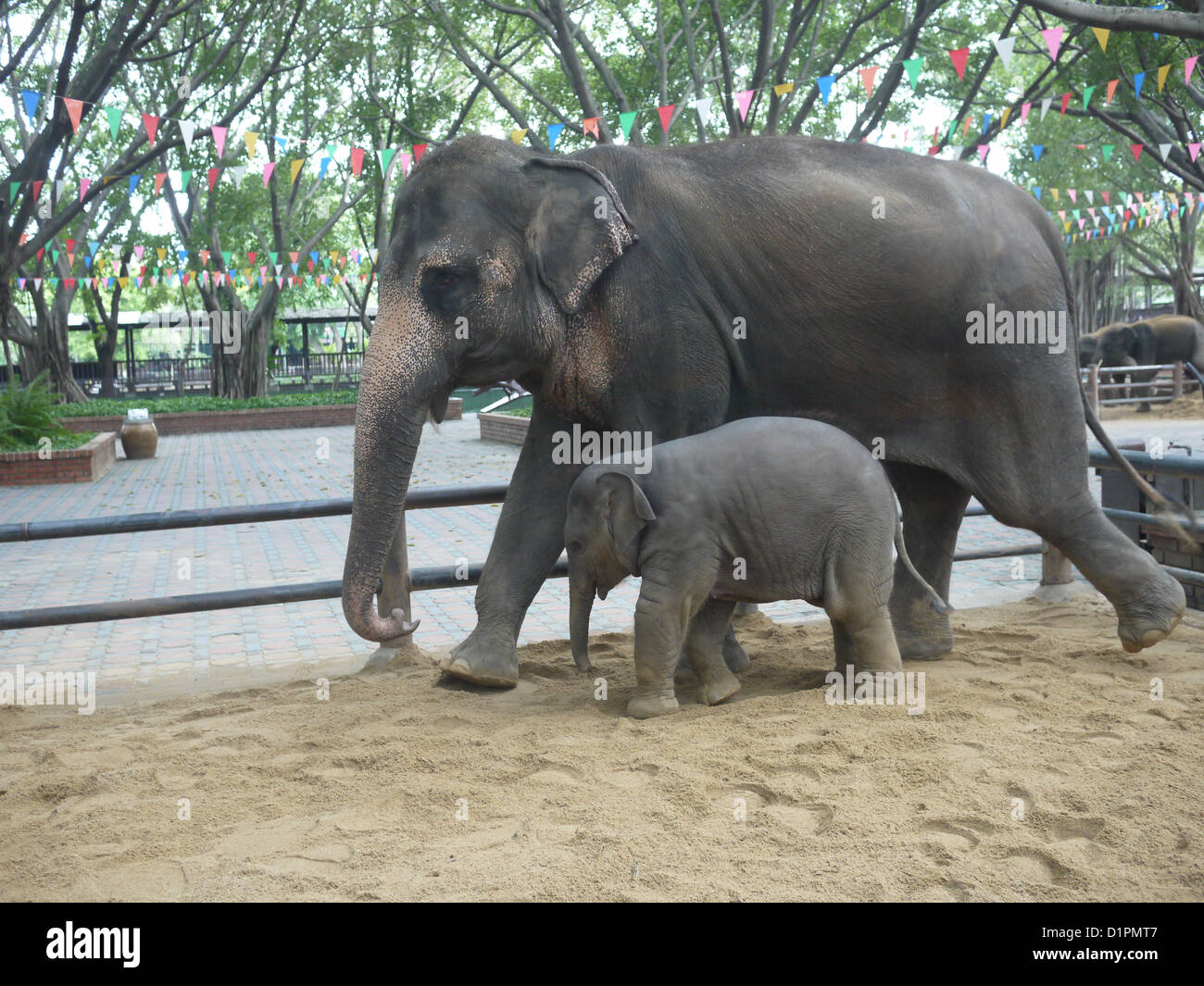 Mère bébé éléphant elephant Banque D'Images