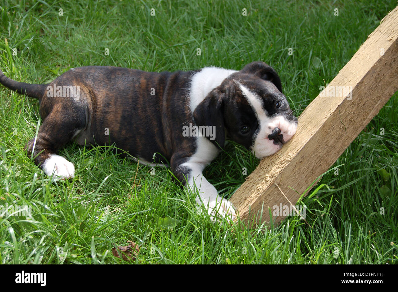 Mignon chiot boxer à mâcher sur un bâton Banque D'Images
