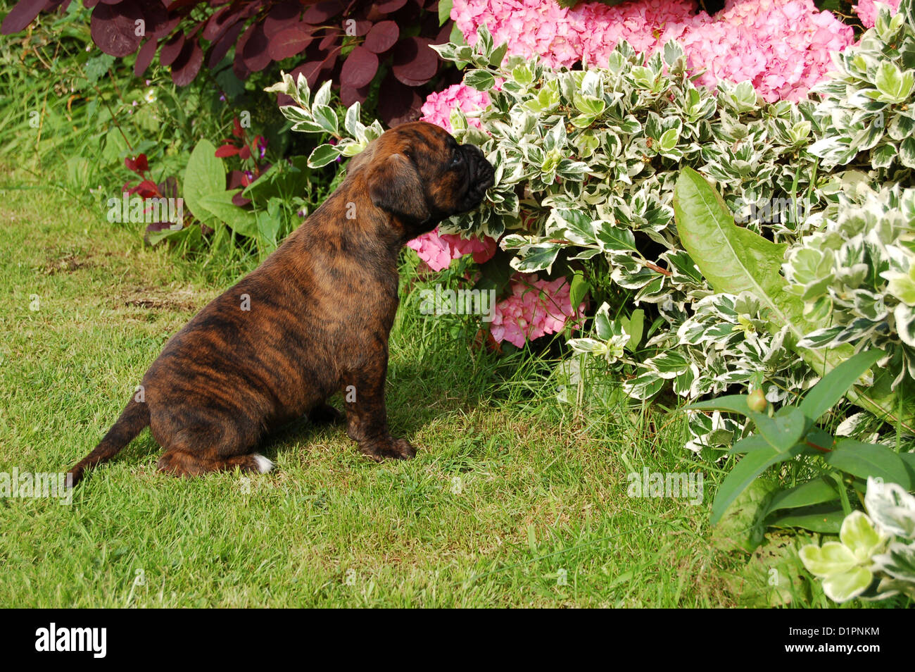 Boxer chiot mignon fleur renifleurs Banque D'Images