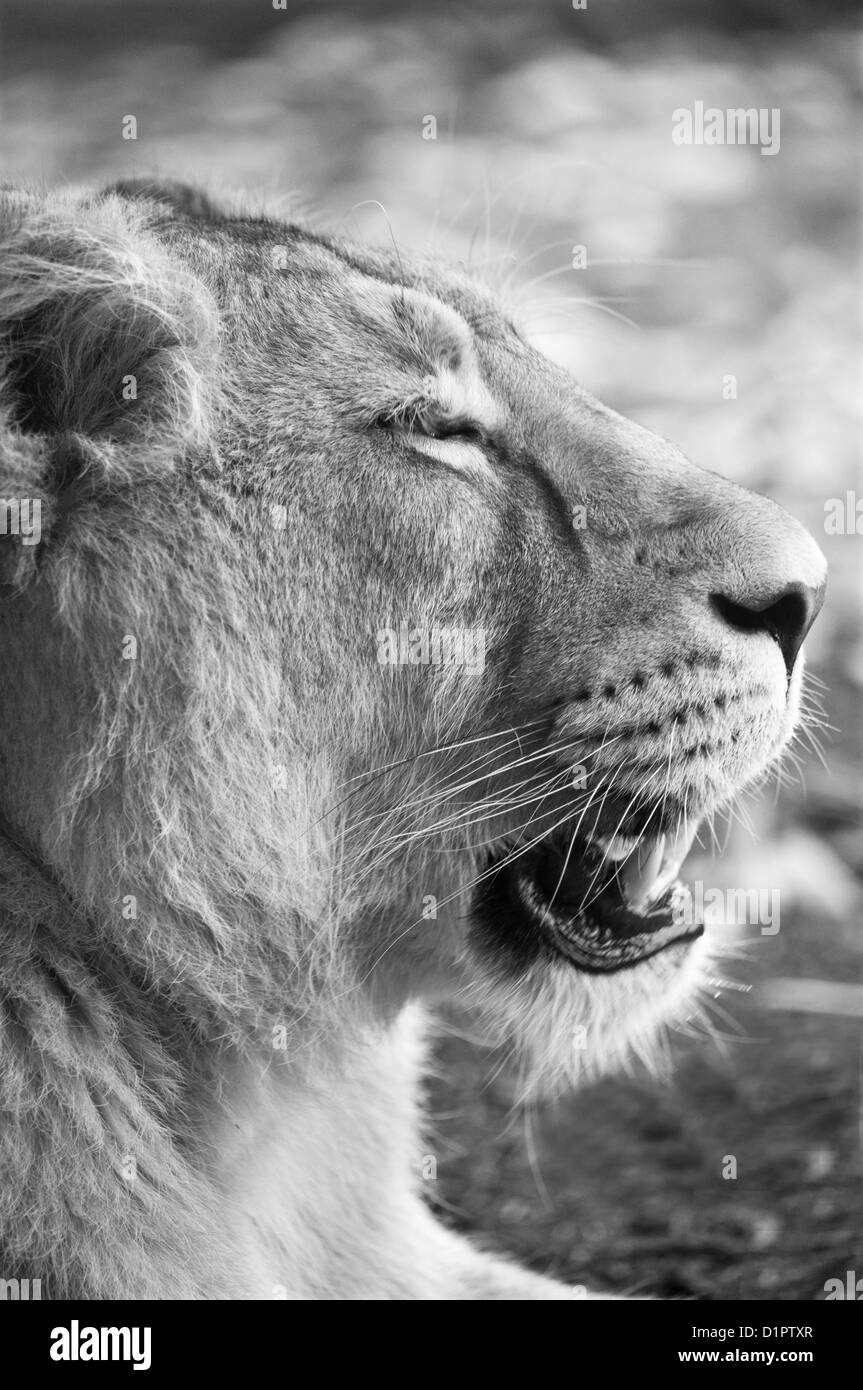 Lionne Banque D'Images