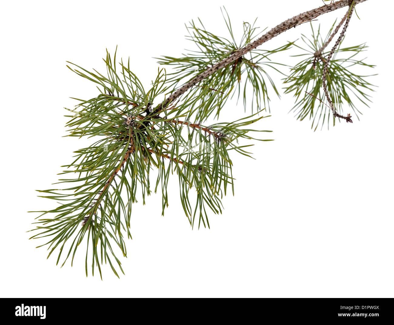 Pine Tree branch isolated on white Banque D'Images