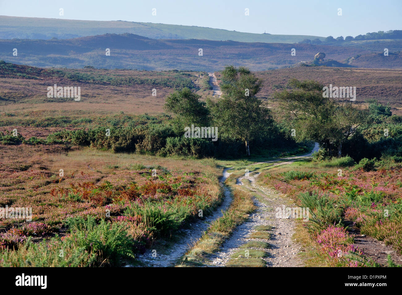 Vue d'Godlingston Heath NNR Dorset UK Banque D'Images