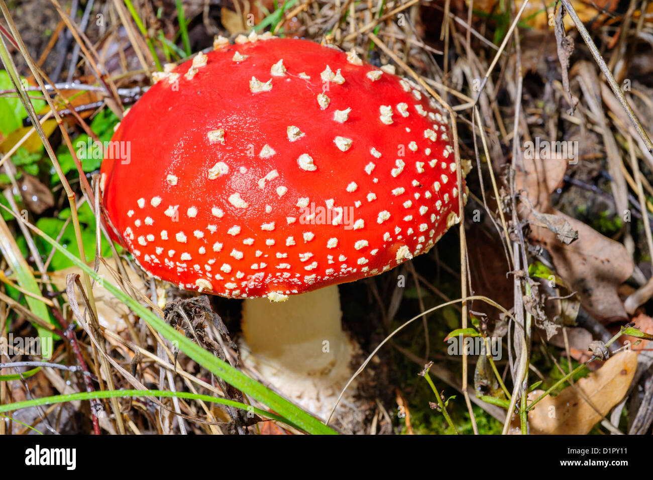 Champignons agaric Fly pousse en forêt Banque D'Images