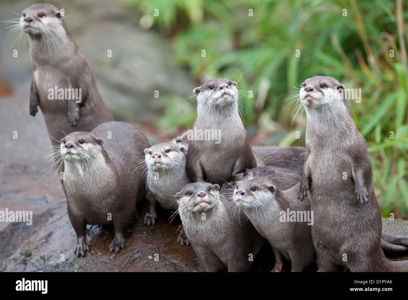 ZSL London Zoo. Regents Park, London, UK. 3e janvier 2013. Les loutres court asiatique se lever pour être comptés en tant que gardiens mener l'inventaire annuel au Zoo de Londres, qui compte plus de 18 000 animaux. Crédit : Jeff Gilbert / Alamy Live News Banque D'Images
