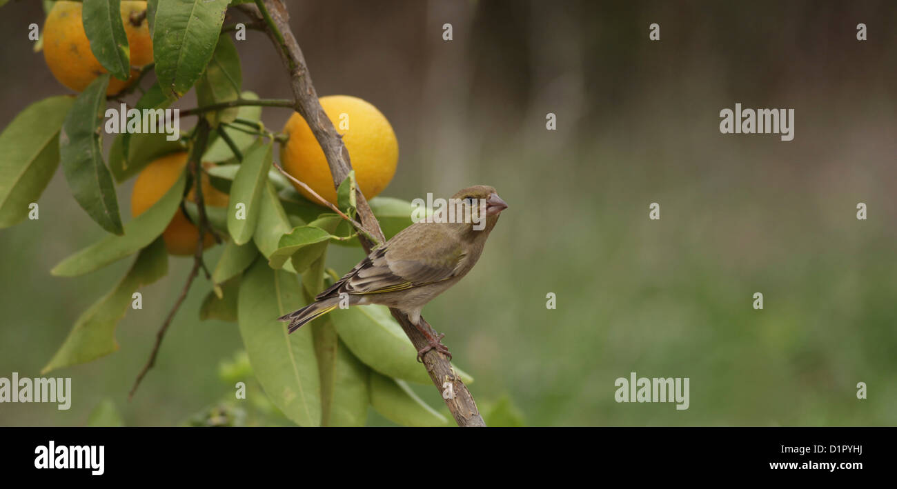 Verdier d'Europe (Carduelis chloris), un petit passereau Banque D'Images