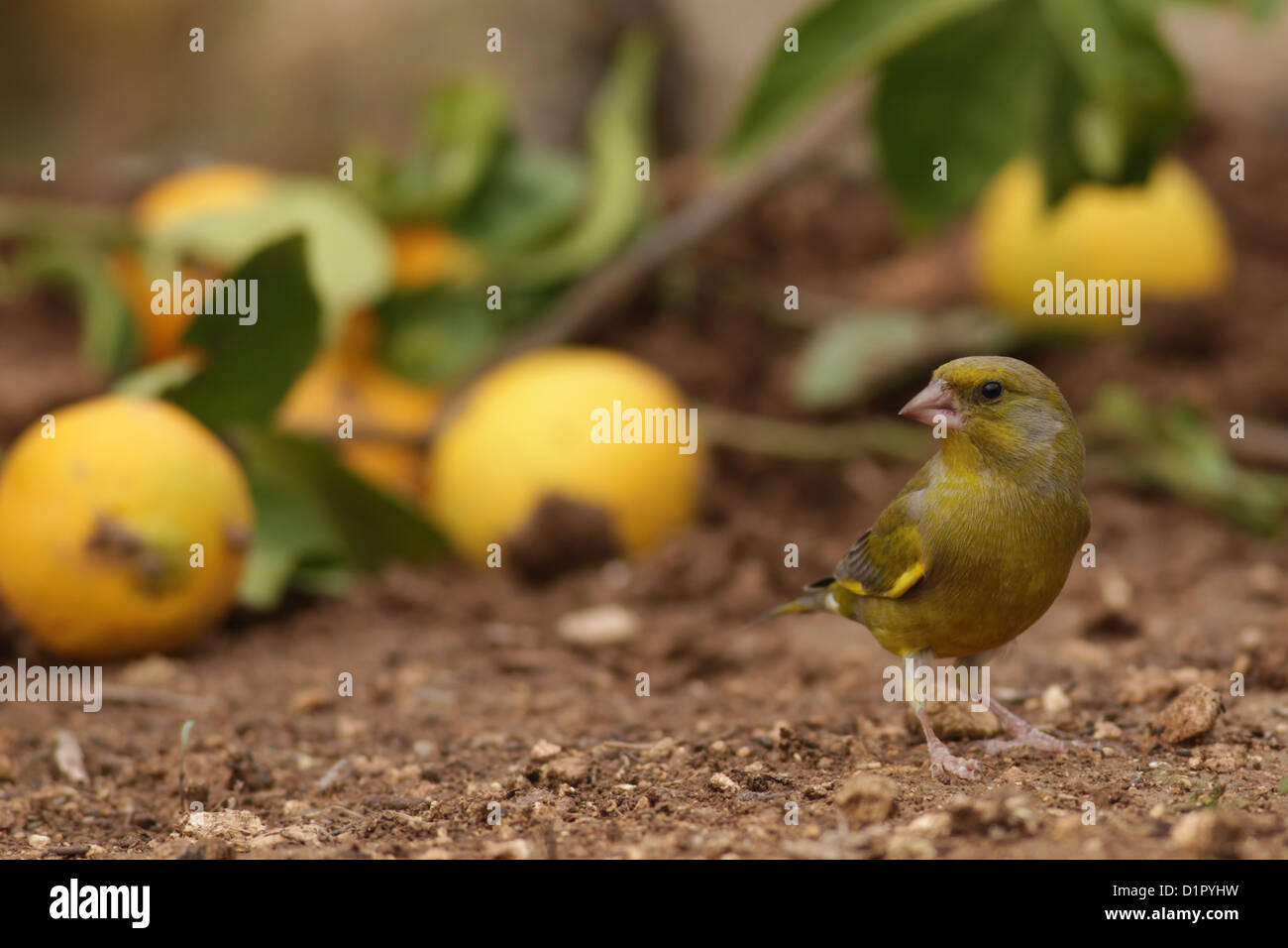 Verdier d'Europe (Carduelis chloris), une Banque D'Images
