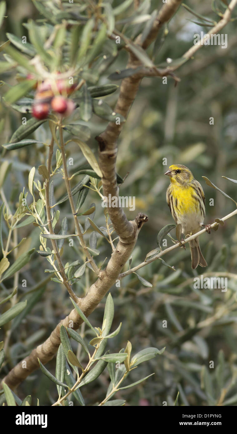 European Serin, ou simplement Serin (Serinus serinus) Banque D'Images