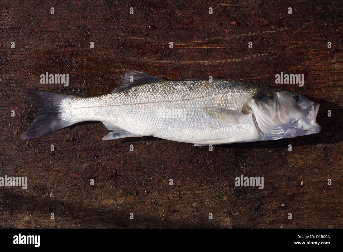 Sea Bass être éviscérés à bord de bateaux de pêche Banque D'Images