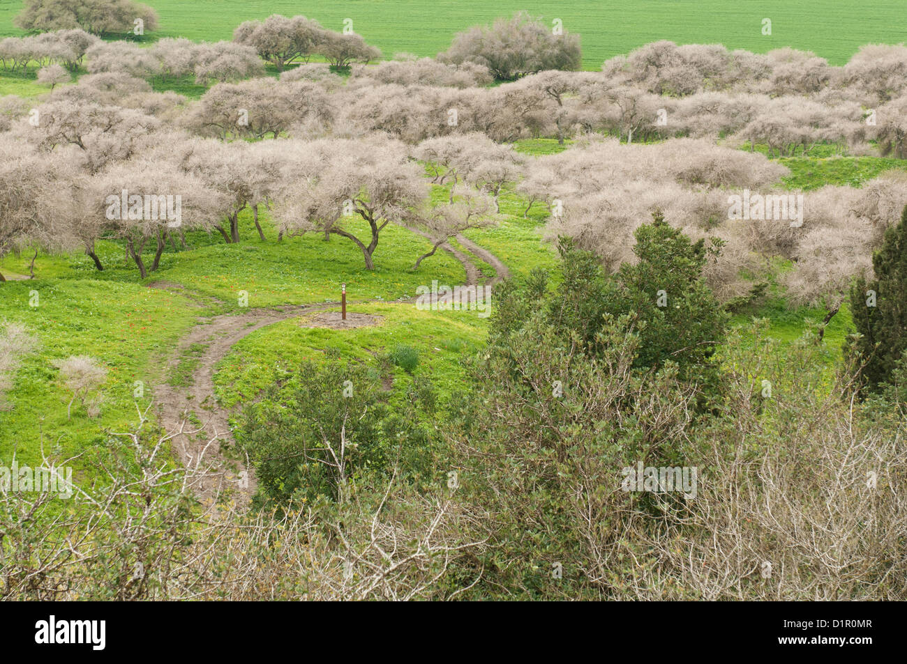 Israël, vallée de Jezreel, Banque D'Images