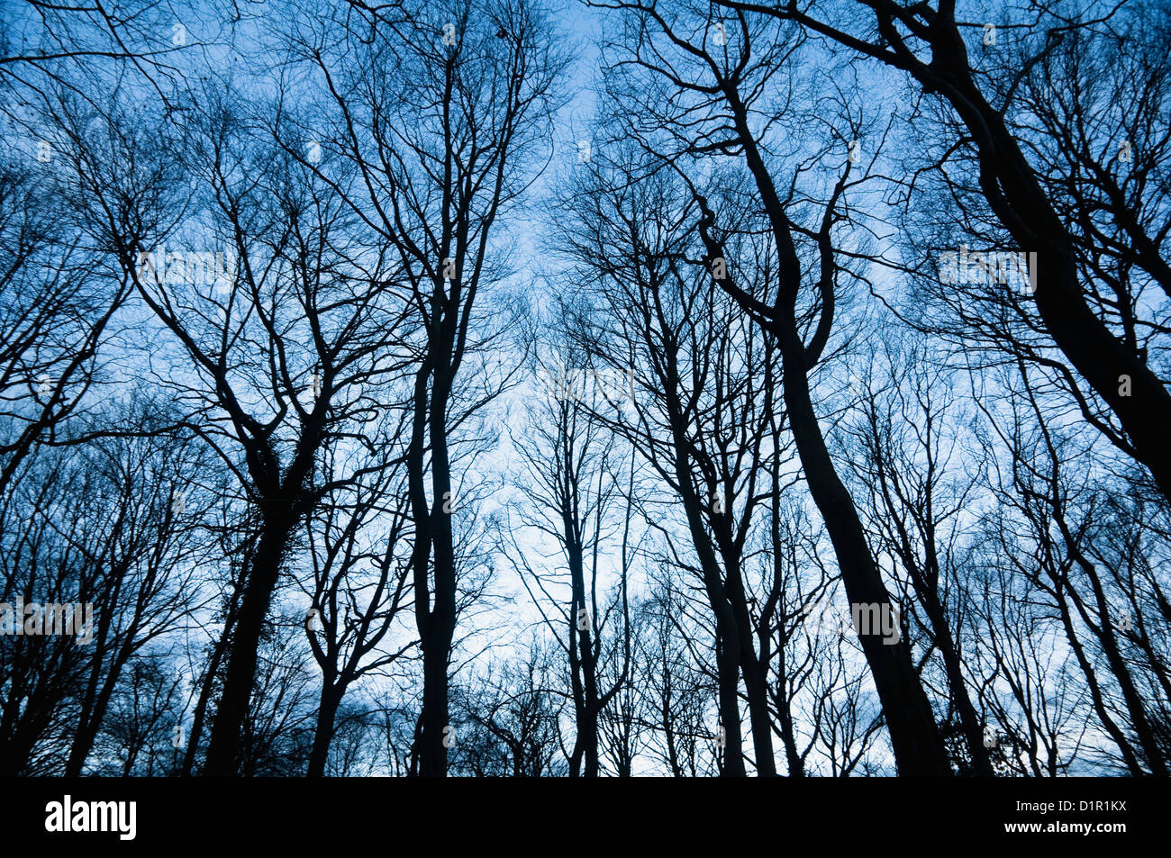 Bois d'hiver. Les hêtres (Fagus sylvatica ) avec des troncs et remplages brindille silhouetté contre un ciel bleu hivernal. UK Banque D'Images