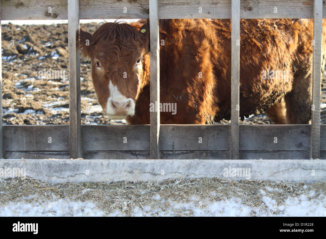 Avec sa tête de vache par clôture en bois pour atteindre la mangeoire dans  transfert-holding pen Photo Stock - Alamy