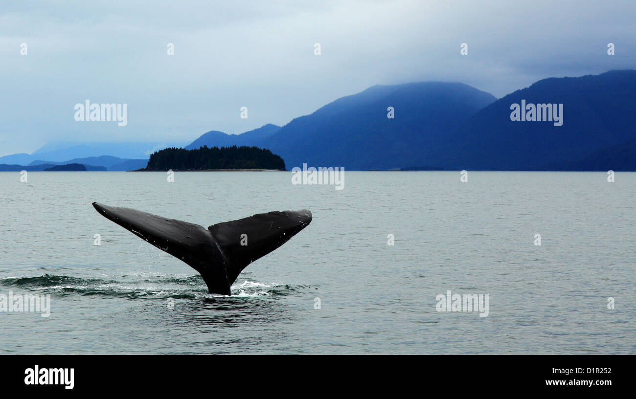 Baleine à bosse en plongée Auke Bay, Alaska avec queue montrant contre montagne Banque D'Images