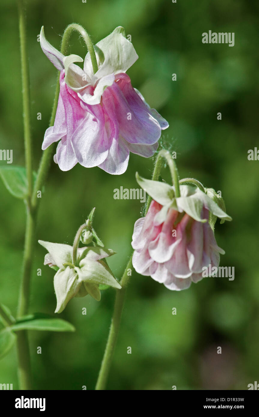 Aquilegia Ancolie Double rose (fleurs) Banque D'Images
