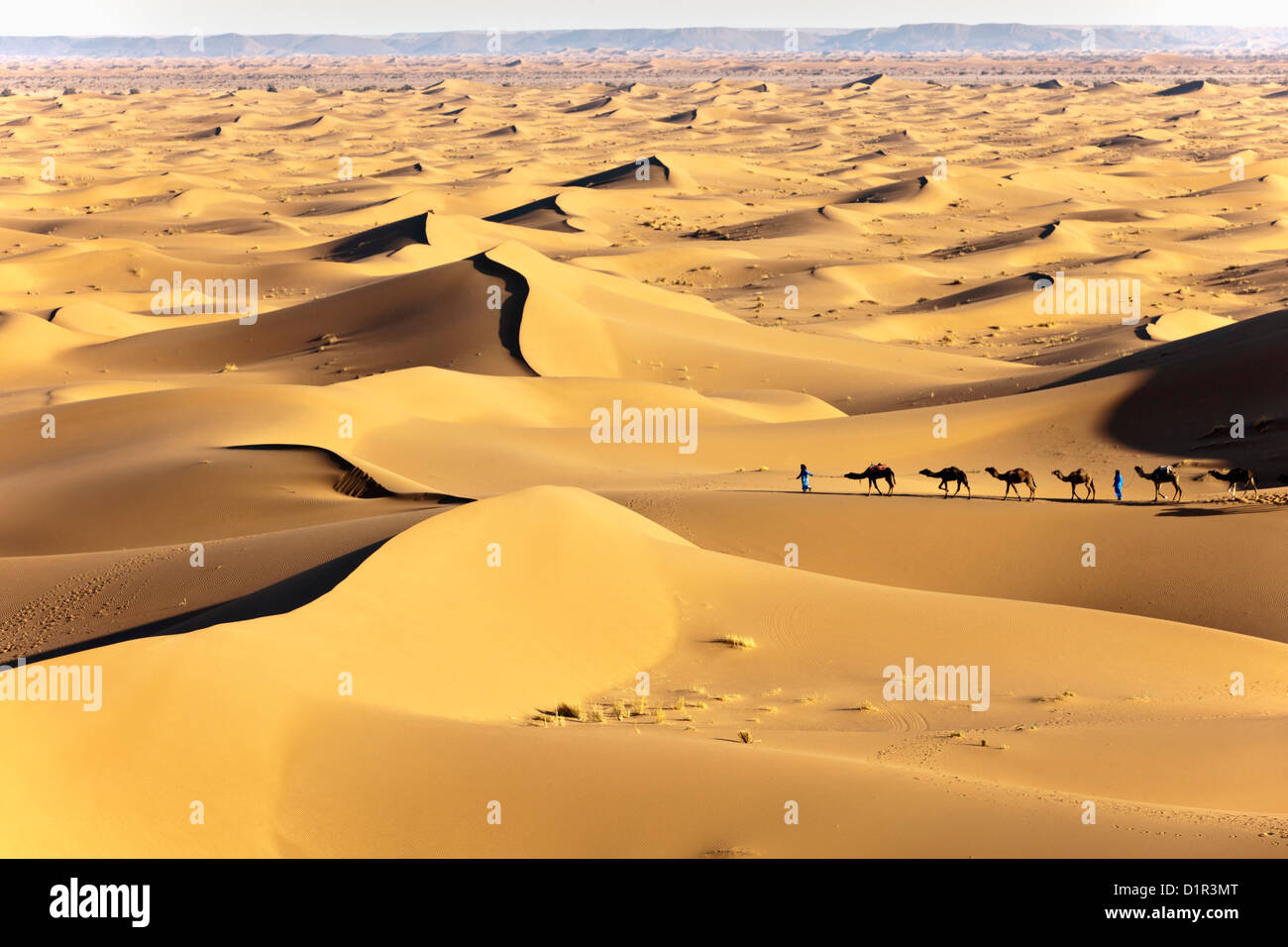 Le Maroc, M'Hamid, Erg Chigaga dunes de sable. Désert du Sahara. Caravane de chameaux et chameliers. Banque D'Images