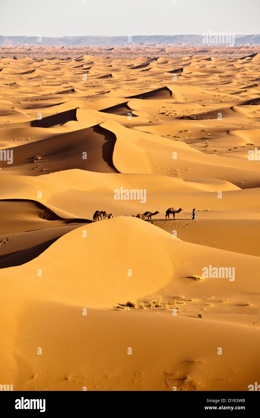 Le Maroc, M'Hamid, Erg Chigaga dunes de sable. Désert du Sahara. Chamelier et caravanes de chameaux. Banque D'Images