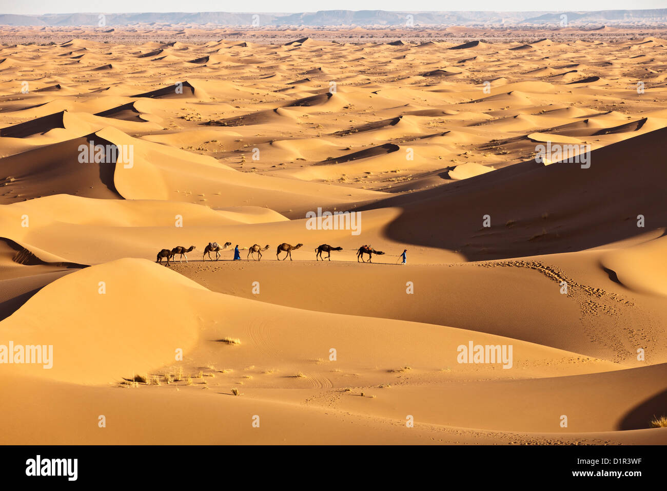 Le Maroc, M'Hamid, Erg Chigaga dunes de sable. Désert du Sahara. Caravane de chameaux et chameliers. Banque D'Images