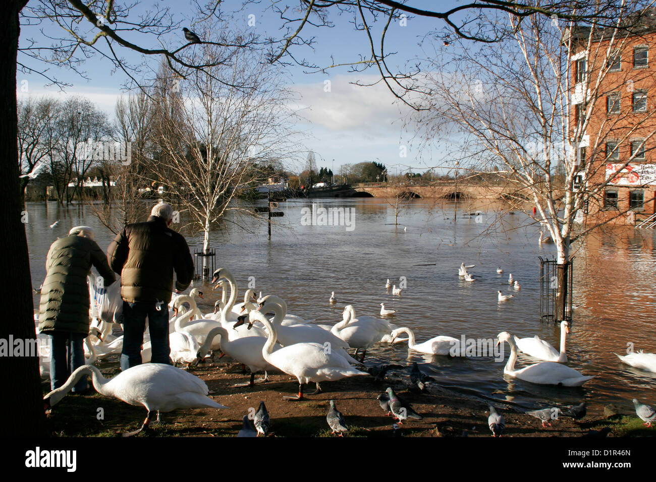 L'alimentation des inondations de cygnes dans la rue inondée 1.1.2013 Worcestershire Worcester Angleterre UK Banque D'Images