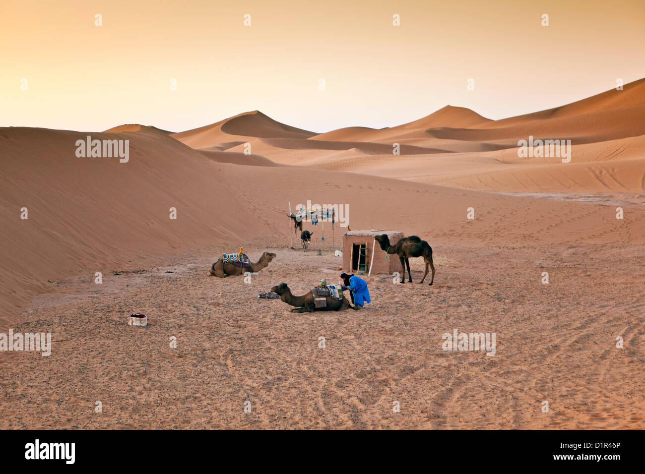 Le Maroc, M'Hamid, Erg Chigaga dunes de sable. Désert du Sahara. Bivouac de camel-pilote. Banque D'Images