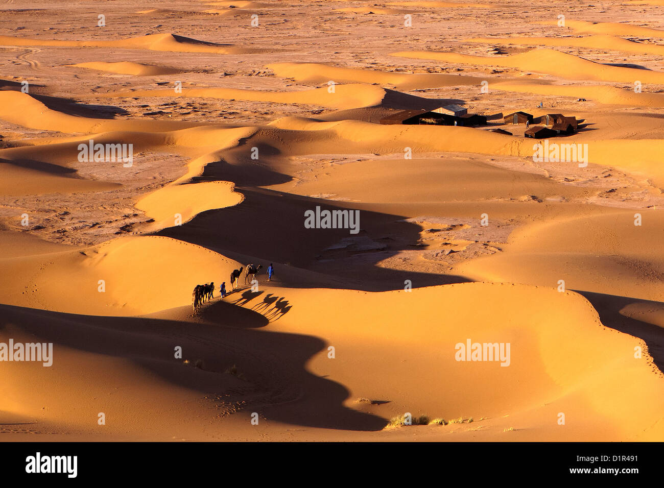 Le Maroc, M'Hamid, Erg Chigaga dunes de sable. Désert du Sahara. Camp de vacances, un bivouac. Caravane de chameaux. Banque D'Images