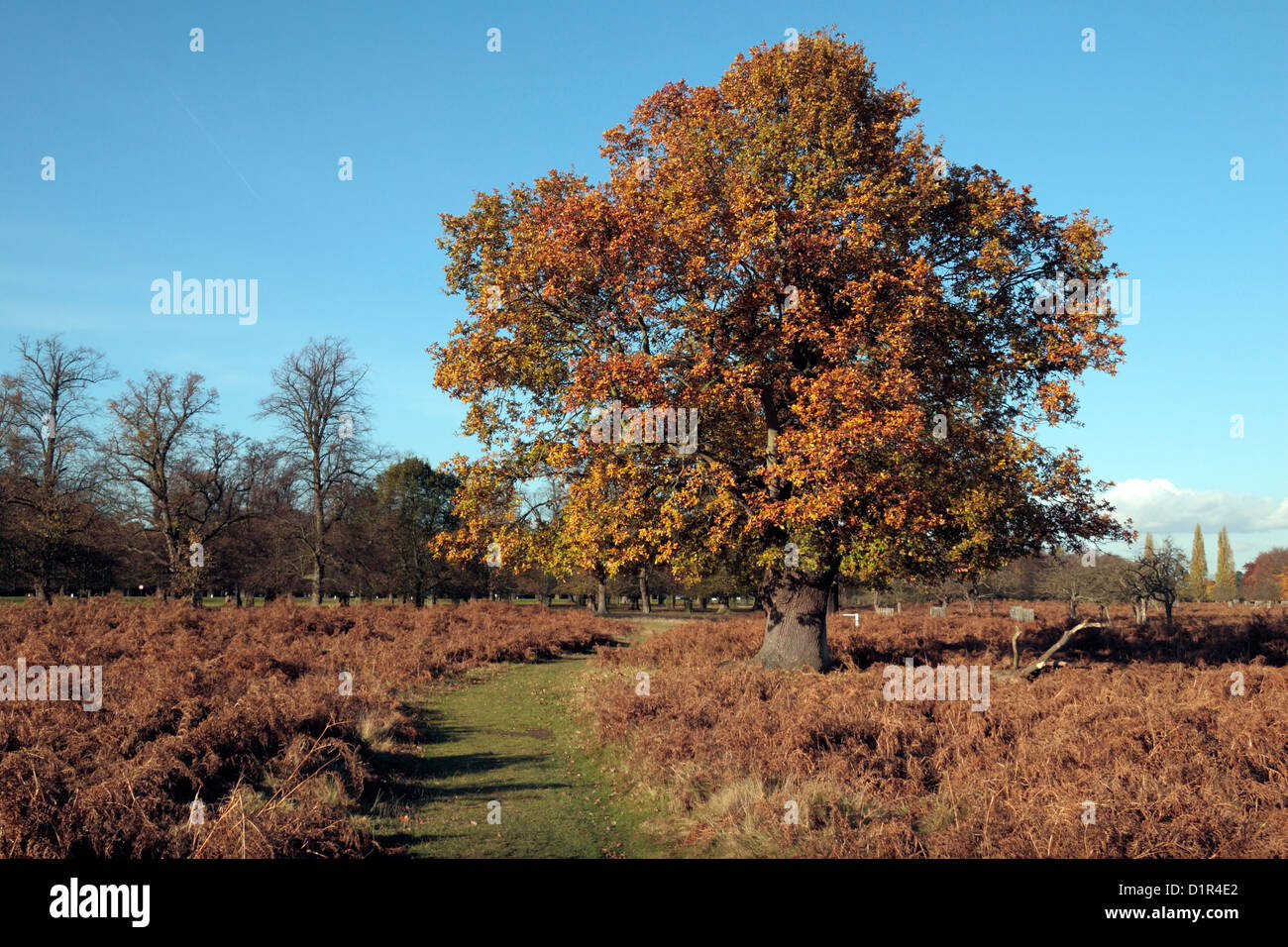 Un bel arbre de chêne commun rouge Bushy Park, près de Kingston, au Royaume-Uni. Novembre 2012 Banque D'Images