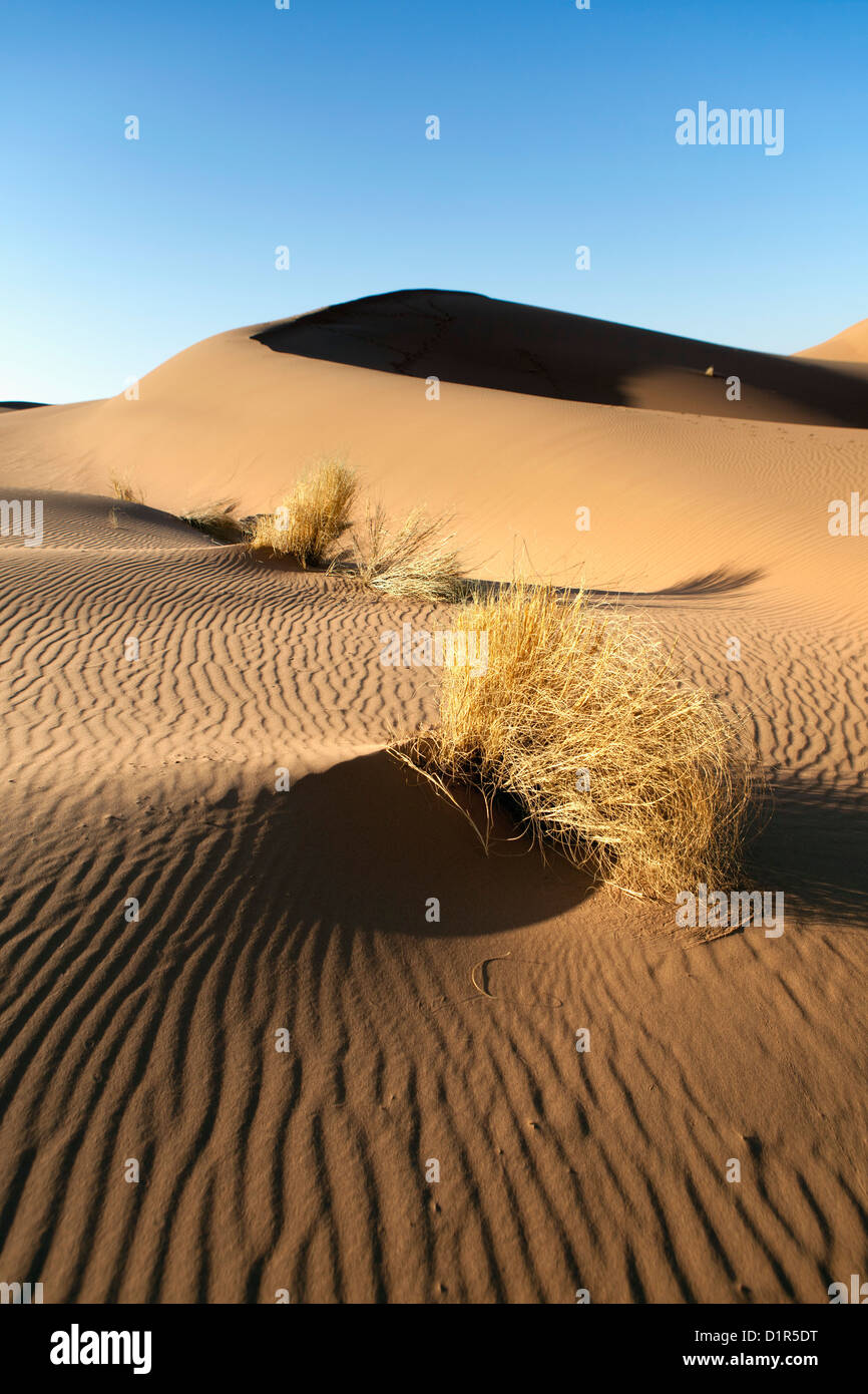 Le Maroc, M'Hamid, Erg Chigaga dunes de sable. Désert du Sahara. Banque D'Images