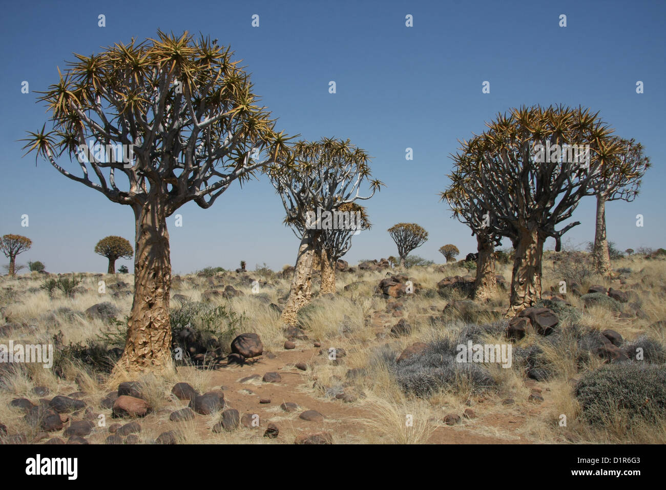 Arbres carquois (Aloe Dichotoma), Keetmanshoop, Namibie Banque D'Images