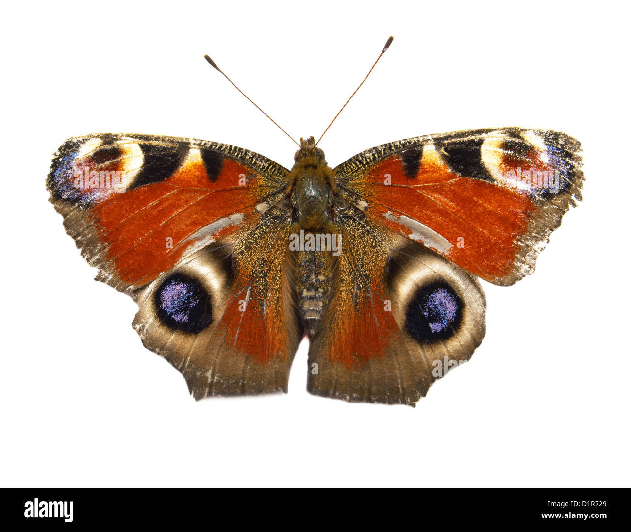 Butterfly isolé sur fond blanc Banque D'Images