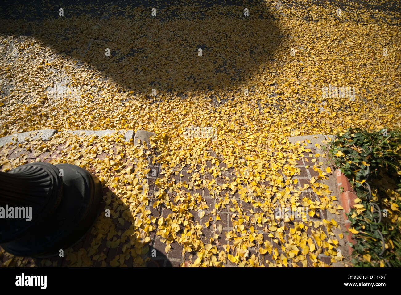 Les feuilles de ginko couvrir un trottoir à l'automne dans le quartier historique de Georgetown, Washington DC, USA Banque D'Images