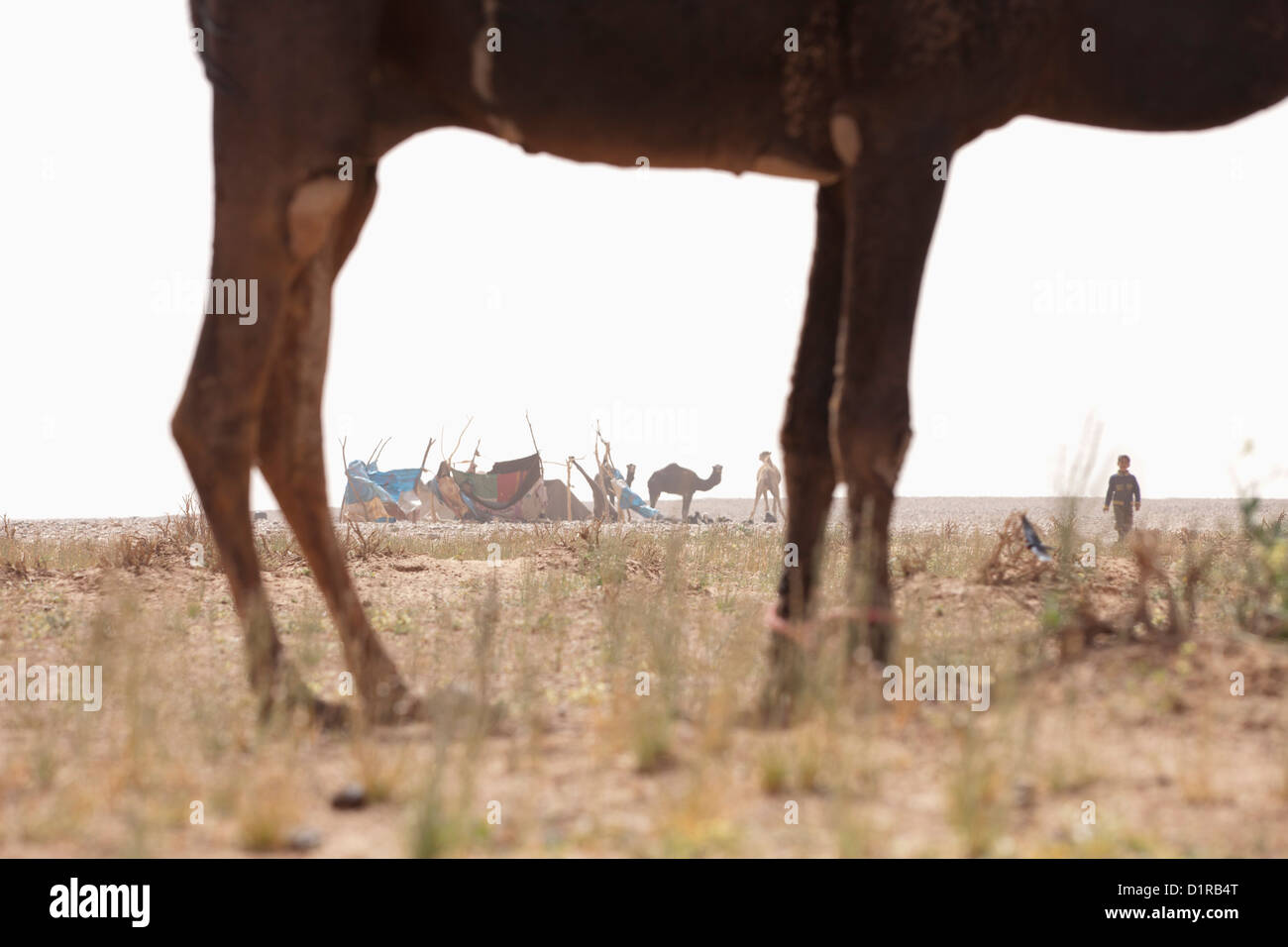 Le Maroc, M'Hamid, camp nomade et des chameaux. Banque D'Images