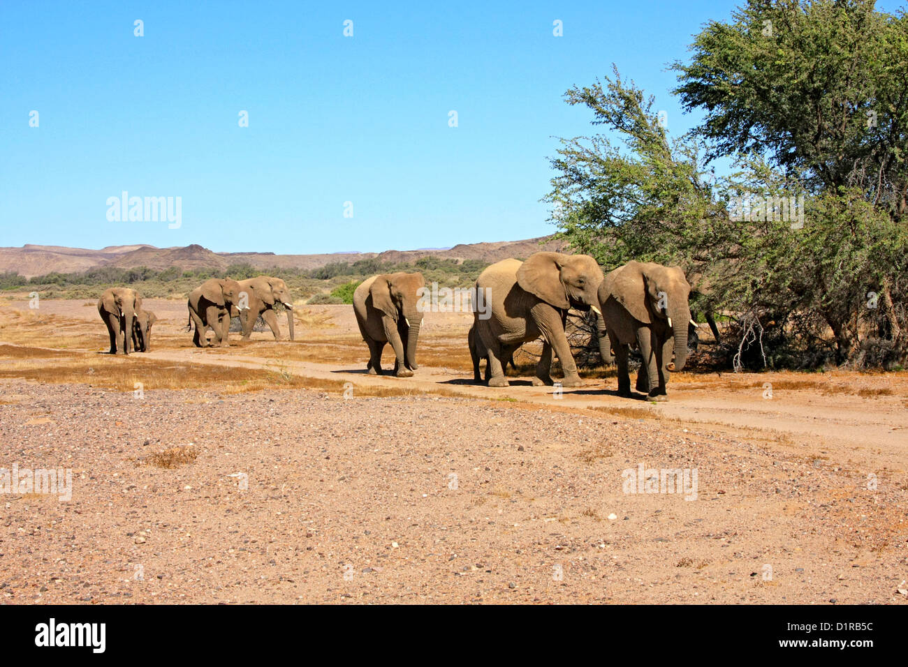 Les éléphants du désert dans le Damaraland, Namibie Banque D'Images