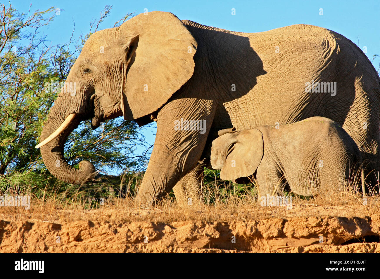 Les éléphants du désert dans le Damaraland, Namibie Banque D'Images