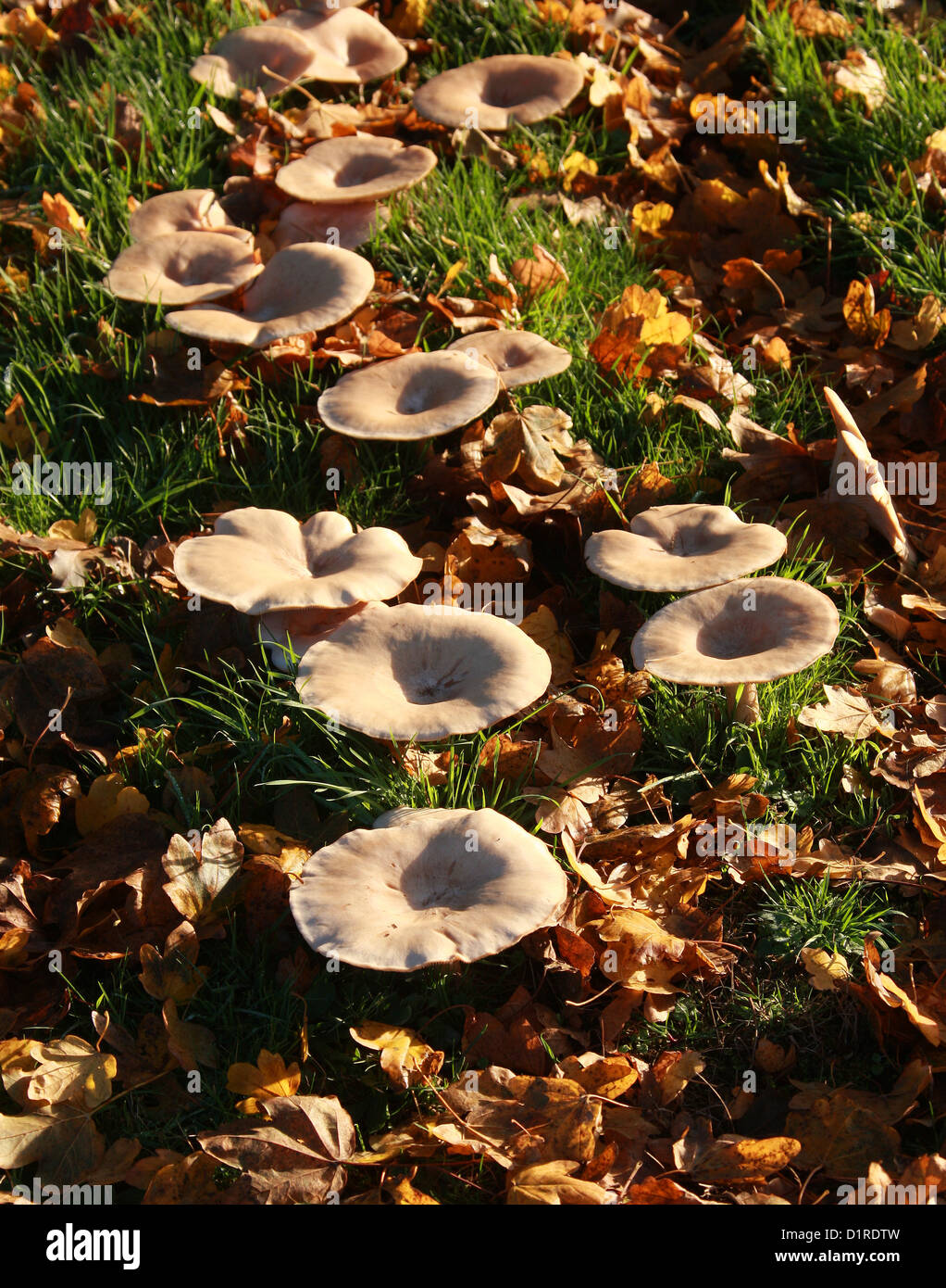 Entonnoir commun champignon, Clitocybe gibba, Tricholomataceae. Partie d'une large bague croissant sur une pelouse. Banque D'Images