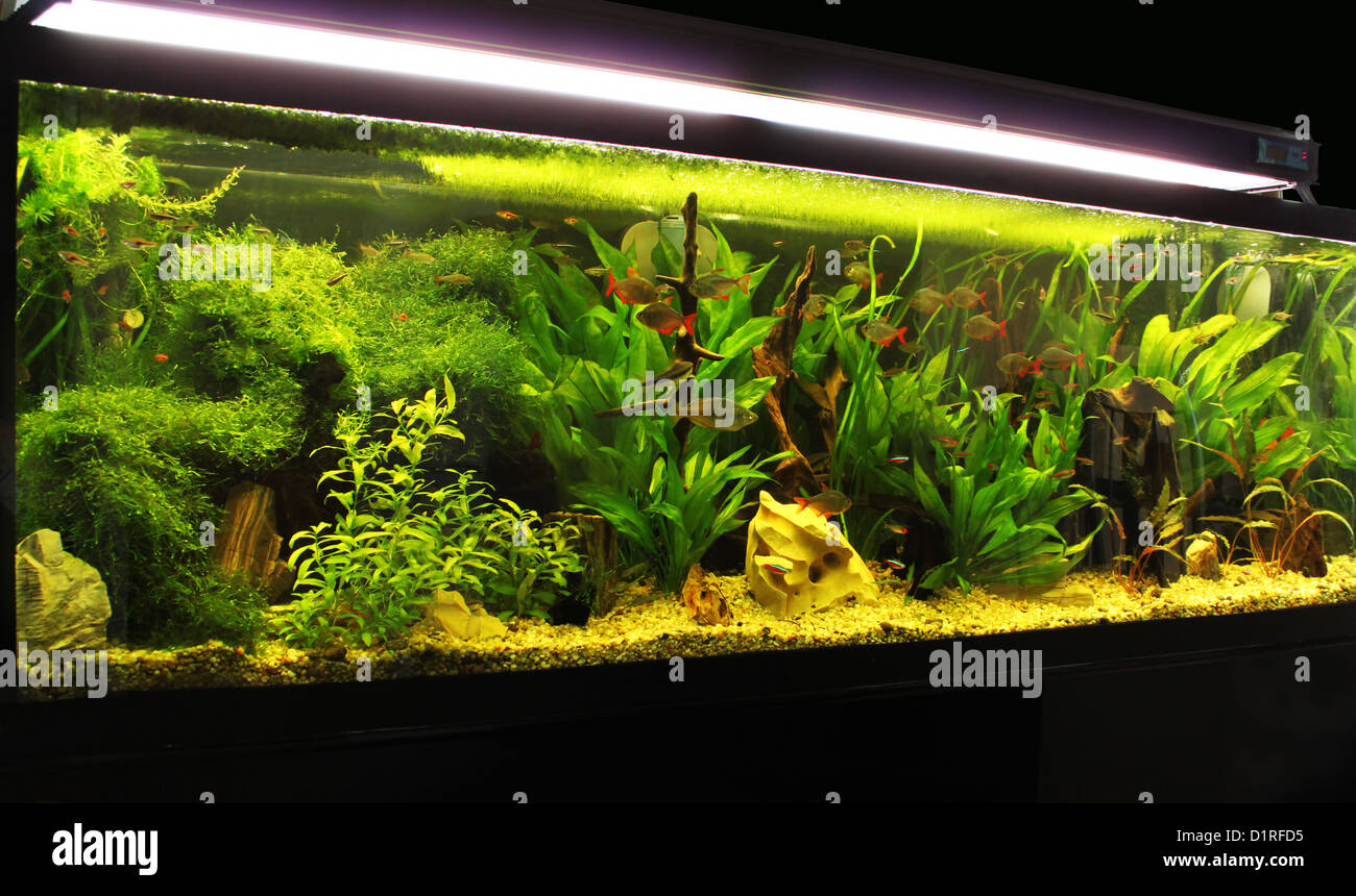 Un magnifique aquarium d'eau douce tropicaux plantés. Banque D'Images