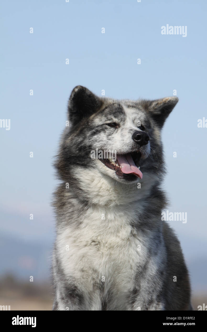 Portrait de chien bringé Banque de photographies et d’images à haute résolution Alamy